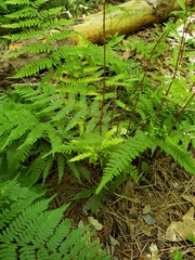 Cystopteris bulbifera