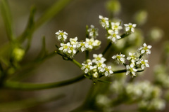 Spermolepis echinata
