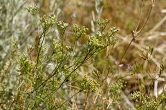 Spermolepis echinata
