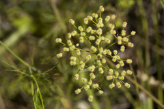 Spermolepis echinata
