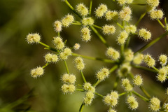 Spermolepis echinata
