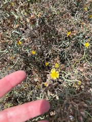 Launaea arborescens