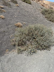 author not stated, no rights reserved Launaea arborescens, photograph author not stated, no rights reserved