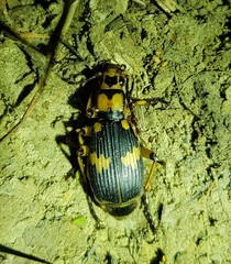 Pheropsophus javanus