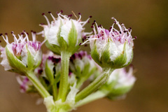 Vesper macrorhizus