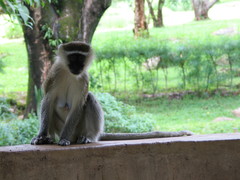 Chlorocebus pygerythrus