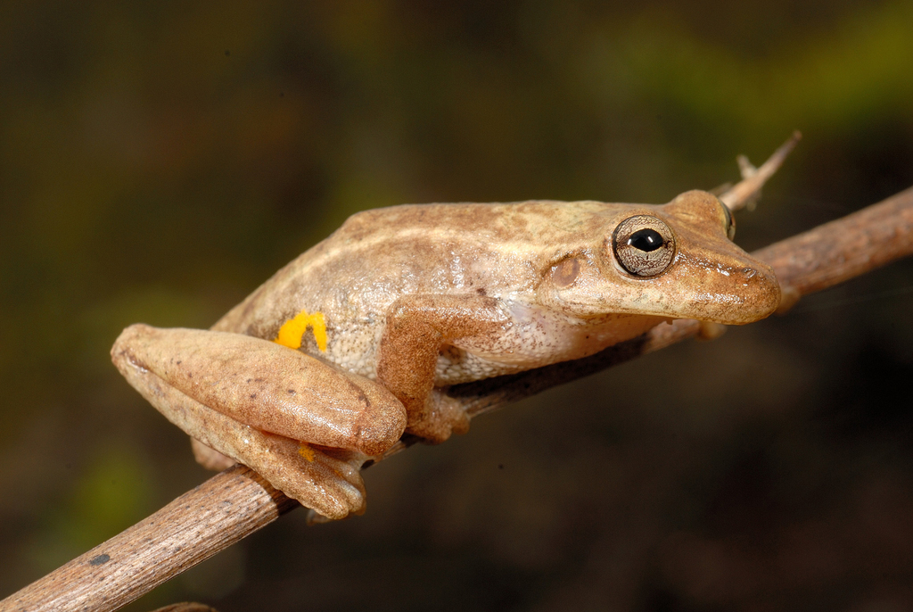 Balzapata Snouted Treefrog
