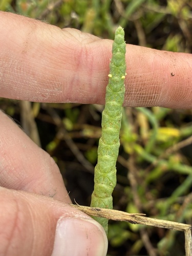 Salicornia bigelovii