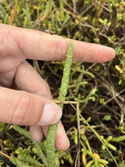 (c) dorian, some rights reserved (CC BY) Salicornia bigelovii, photograph (c) dorian, some rights reserved (CC BY)