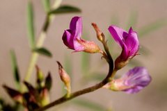 Astragalus allochrous