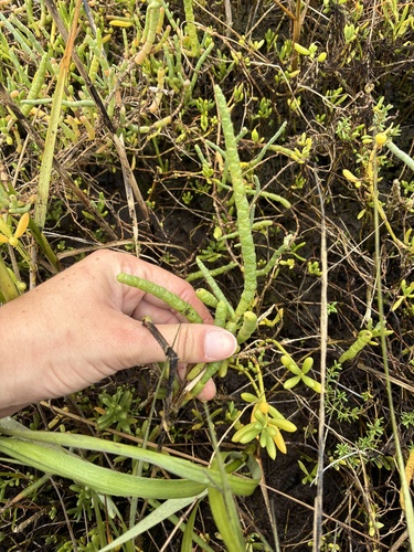 Salicornia bigelovii, photograph 3