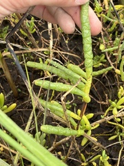 (c) dorian, some rights reserved (CC BY) Salicornia bigelovii, photograph (c) dorian, some rights reserved (CC BY)