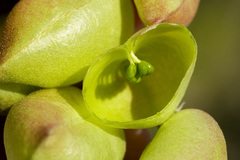 Astragalus allochrous