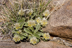 Gomphrena caespitosa
