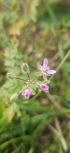 Redstem Stork's-bill