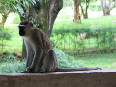 Chlorocebus pygerythrus