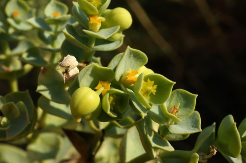 Sea Spurge