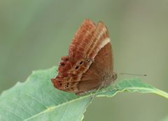 Abisara
