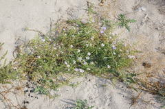 Cakile maritima euxina