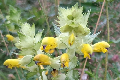 Greater Yellow-rattle