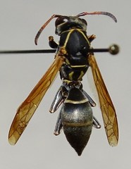 Polistes pacificus