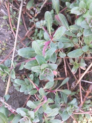 Camissoniopsis cheiranthifolia cheiranthifolia