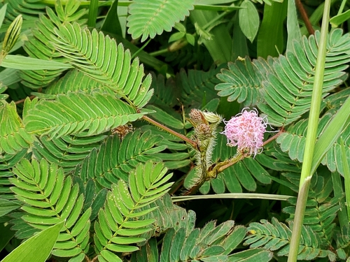 Sensitive Plant