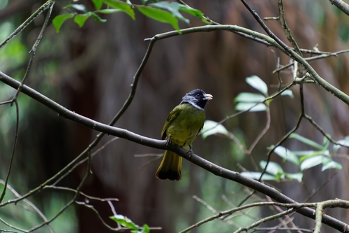 Collared Finchbill