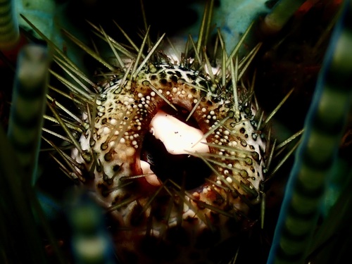 Echinoecus pentagonus observed 2026-08-02