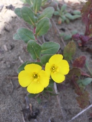 Camissoniopsis cheiranthifolia cheiranthifolia