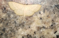 Lepidoptera
