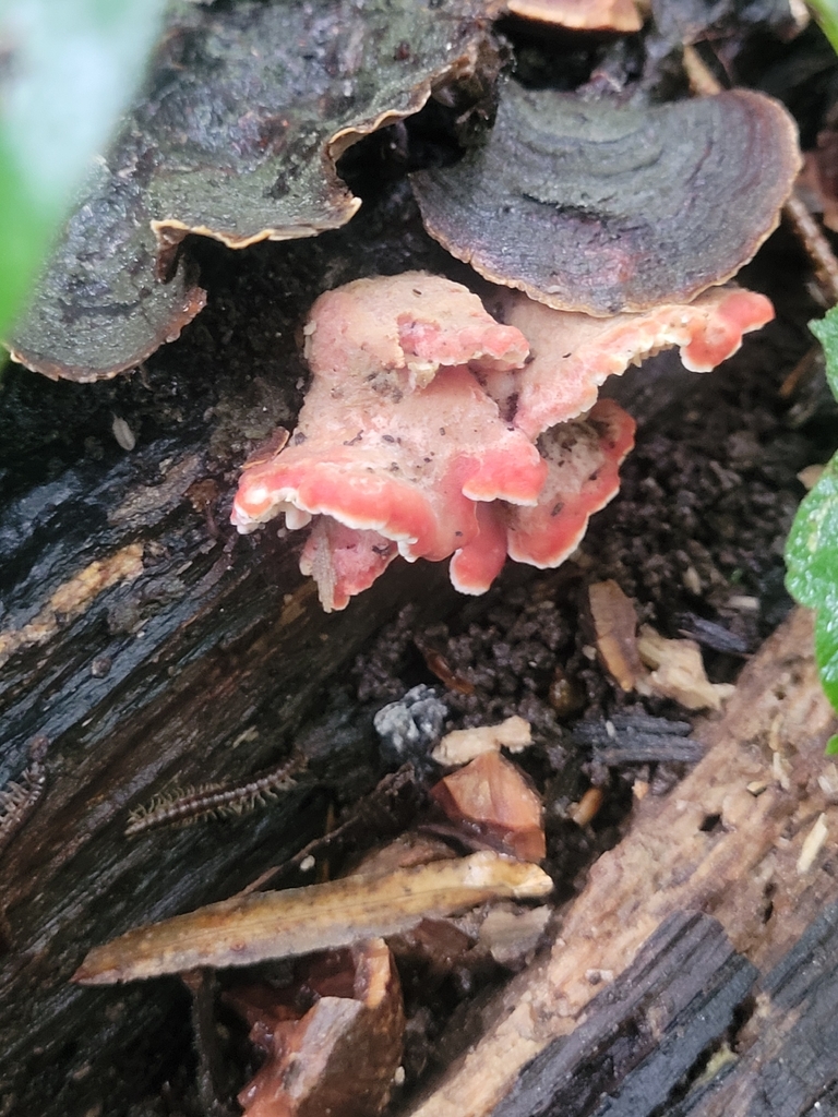 Coral-pink Merulius · August 2026 · photo: Photo: no rights reserved · iNaturalist