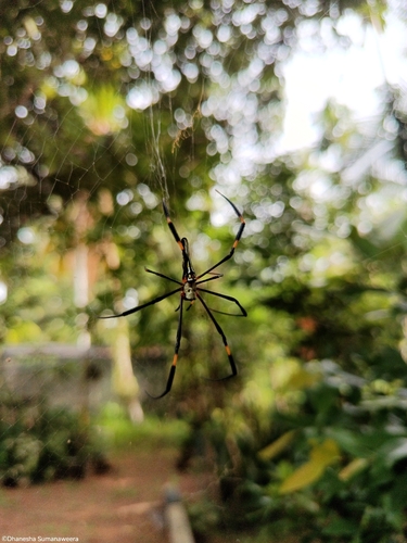 Giant Golden Orbweaver