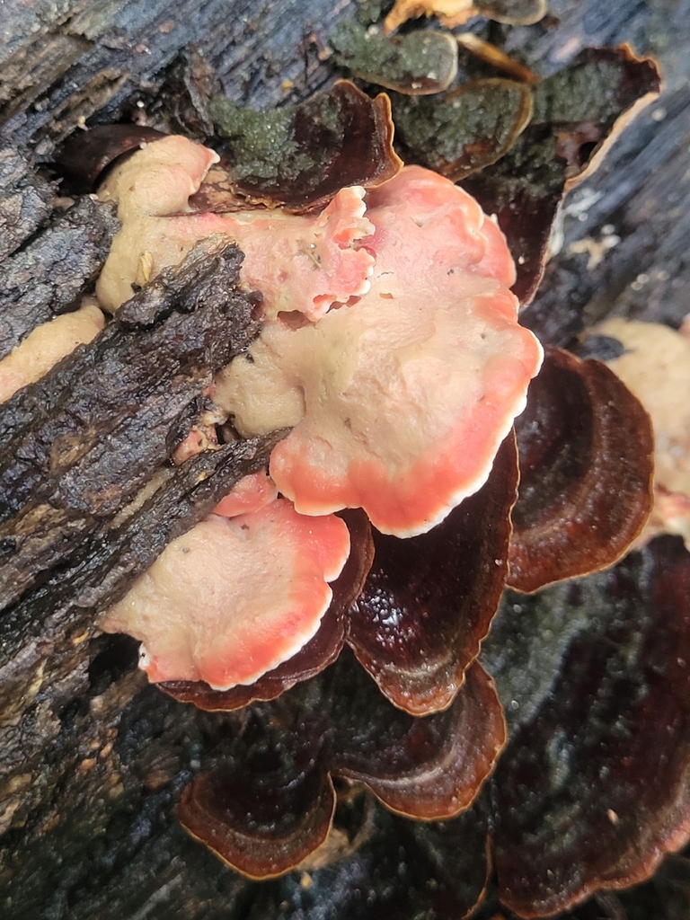 Coral-pink Merulius · August 2026 · photo: Photo: no rights reserved · iNaturalist