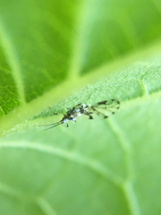 Eucarazzia elegans