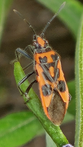 Spotted Firebug