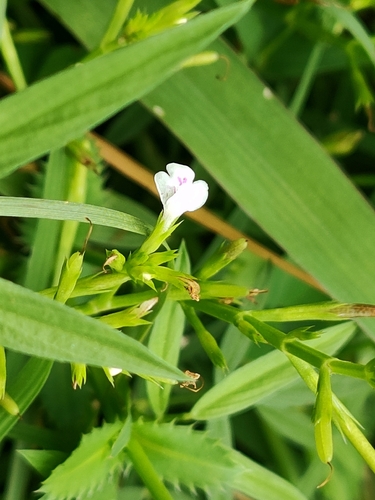 Fringed lindernia