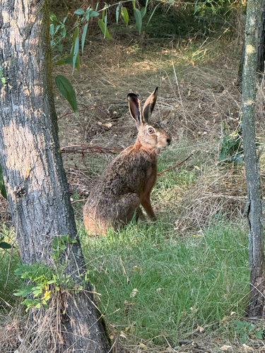 Brown Hare