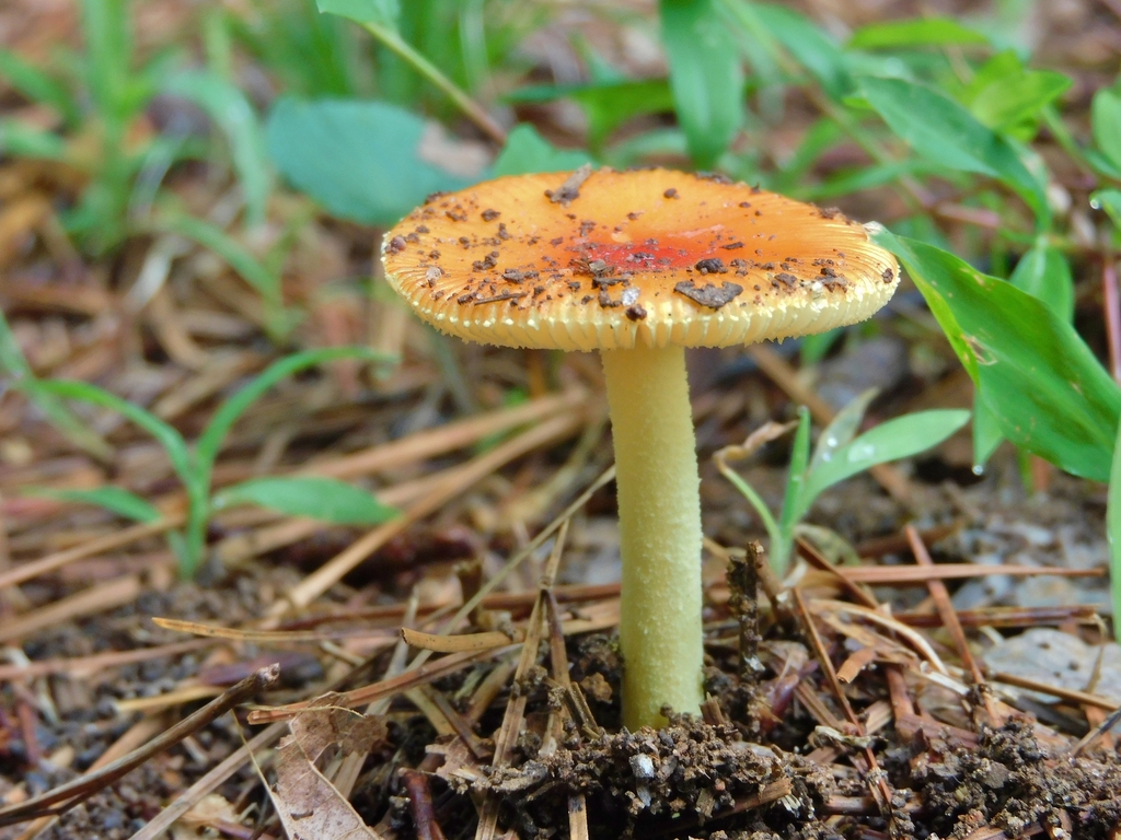 False Caesar's Mushroom · August 2026 · photo: Photo: (c) AConfer, some rights reserved (CC BY) · iNaturalist