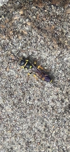 Field digger wasp