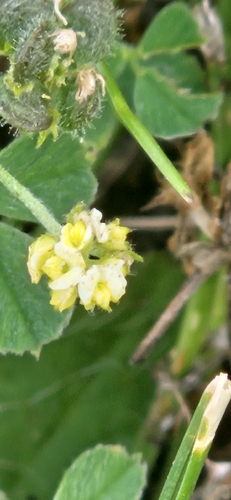 Black Medick