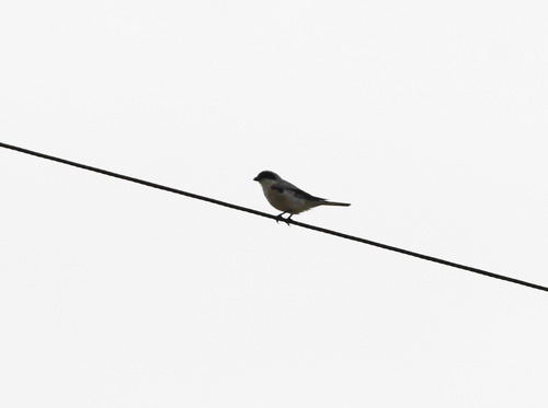 Lesser Grey Shrike