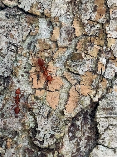 Asian Weaver Ant