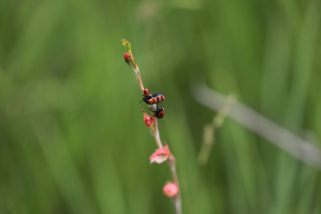 Ceroctis interna from Mwinilunga District, Zambia on November 25, 2019