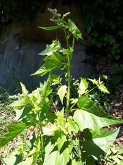 Chenopodiastrum hybridum