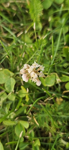 white clover