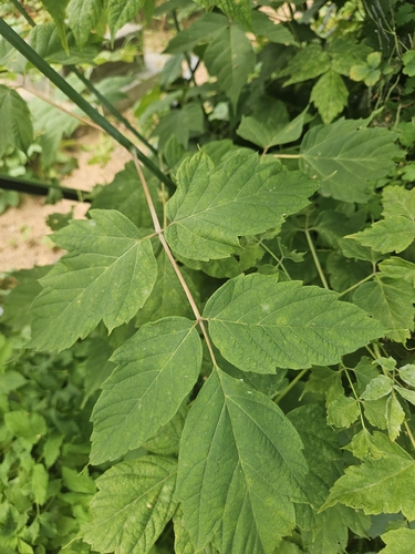 box elder