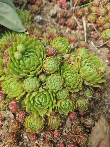 Rolling Hen-and-chicks