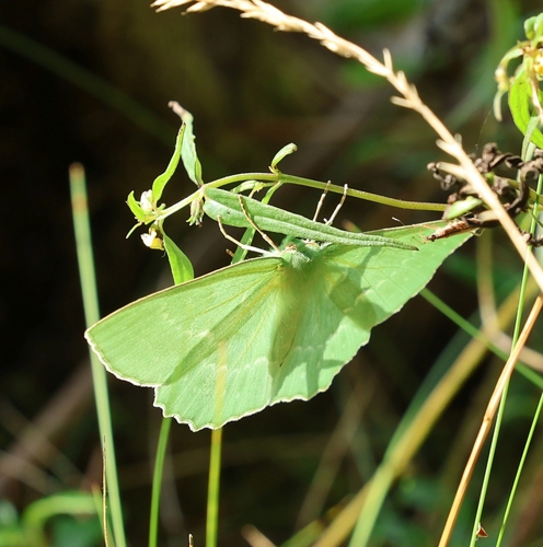 Large Emerald