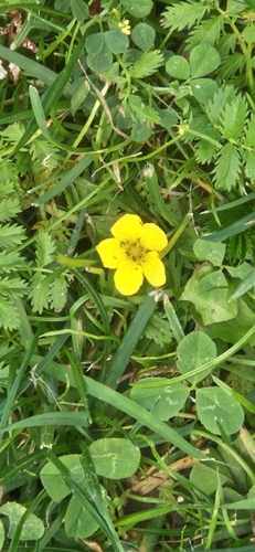 common silverweed